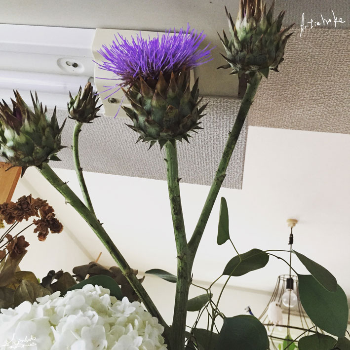 アーティチョークの花