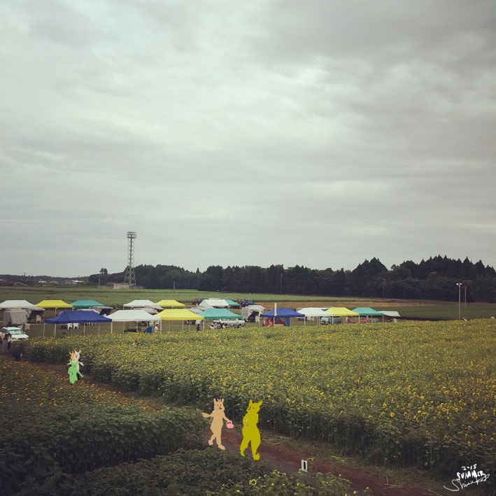 高鍋ひまわり畑