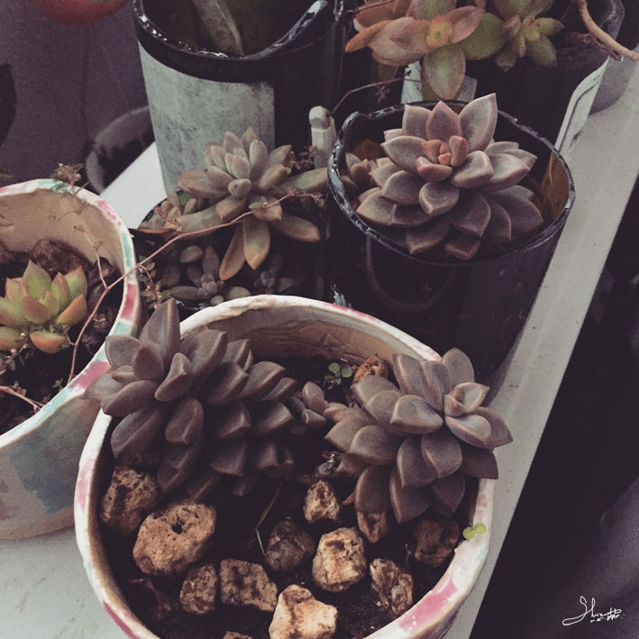 色んな茶色が出てくる時期