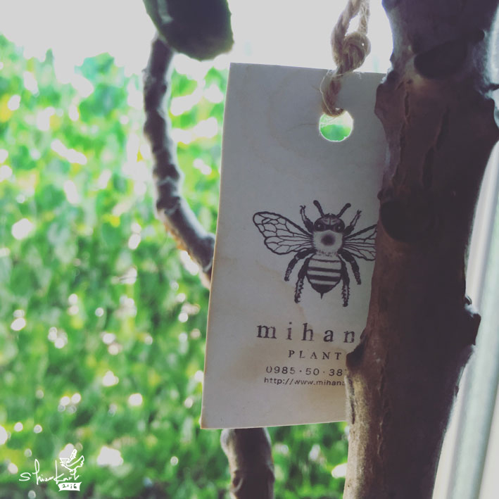 カランコエファング