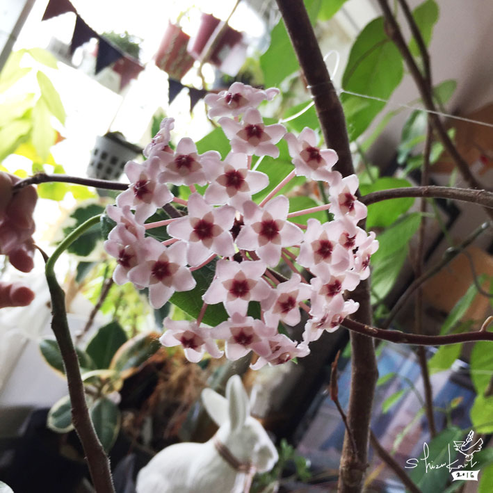 この花、名前、なんだ？？