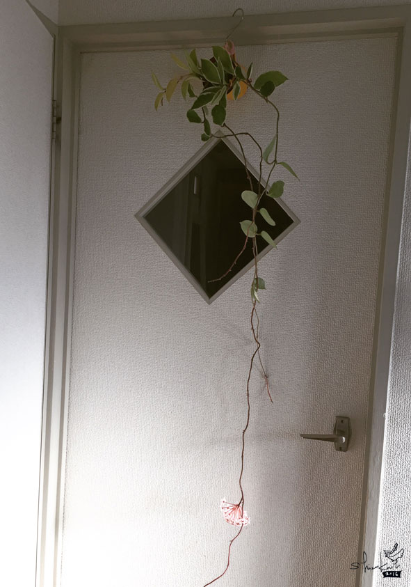 その名は、サクララン（桜欄）、ホヤとのこと。