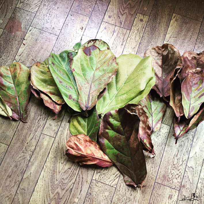 1. 観葉植物の葉が、落ちてきて、ためておいた。