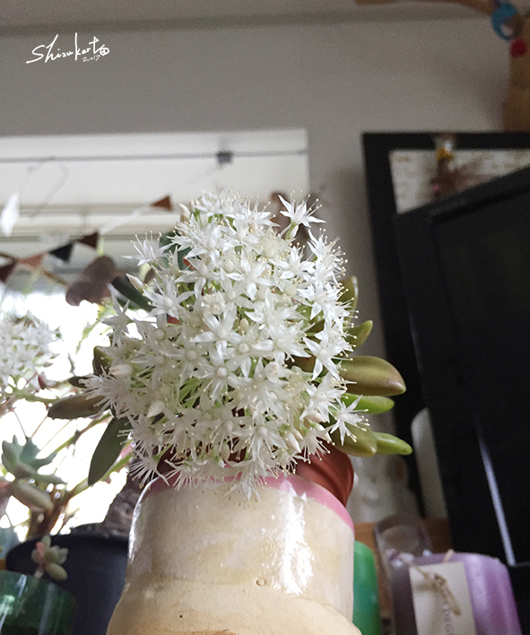 多肉に花が咲く