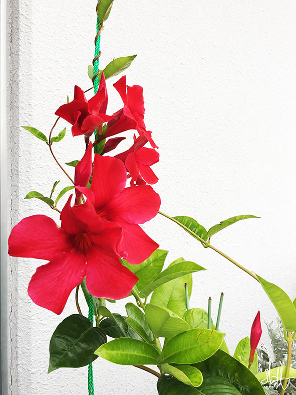 サンパラソルジャイアント