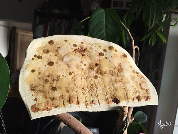 秋冬の平皿　１